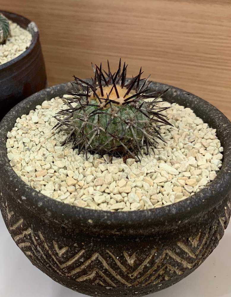 サボテン多肉植物　コピアボアSP : サボテン 多肉植物 コピアポア 黒士冠 台付き 抜き苗