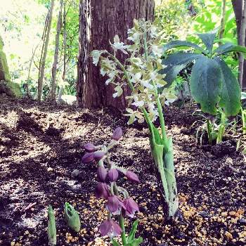 懐かしい花の画像 by オードリーさん | 小さな庭と山野草とエビネ蘭と懐かしい花と伊豆地エビネ