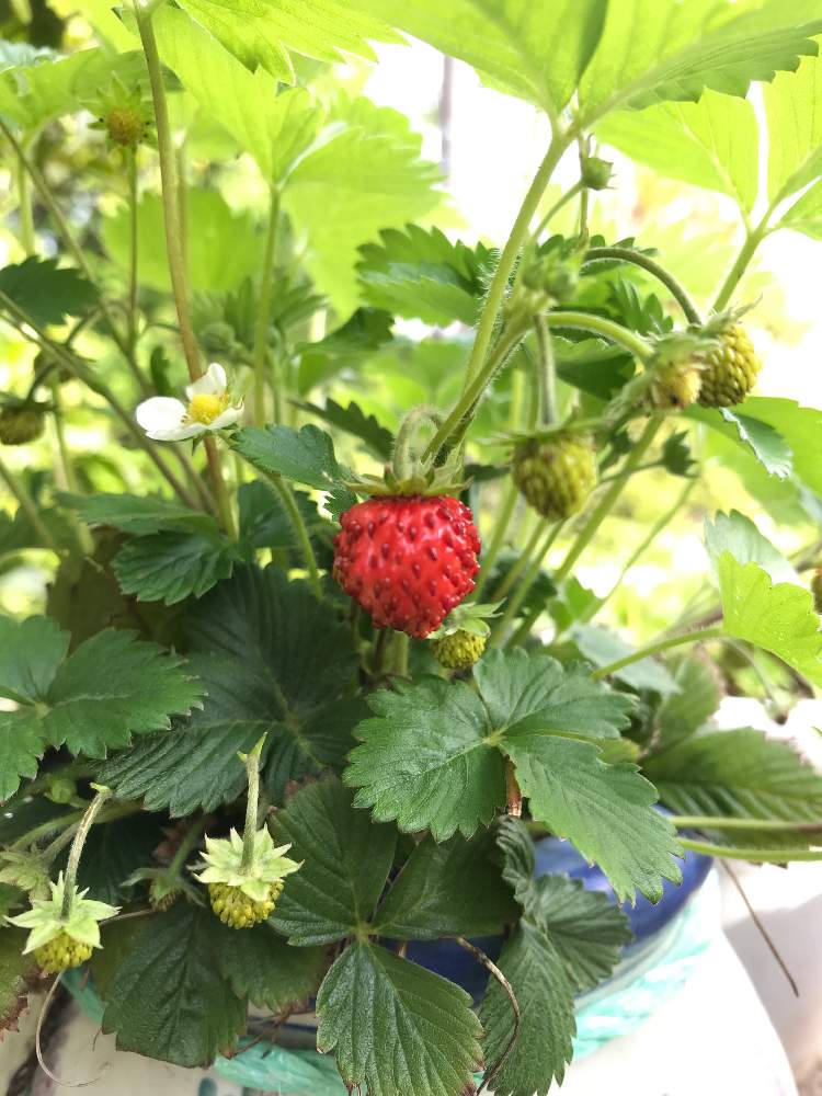 ワイルドストロベリーの投稿画像 By うさパンダ523さん 21月4月16日 Greensnap グリーンスナップ