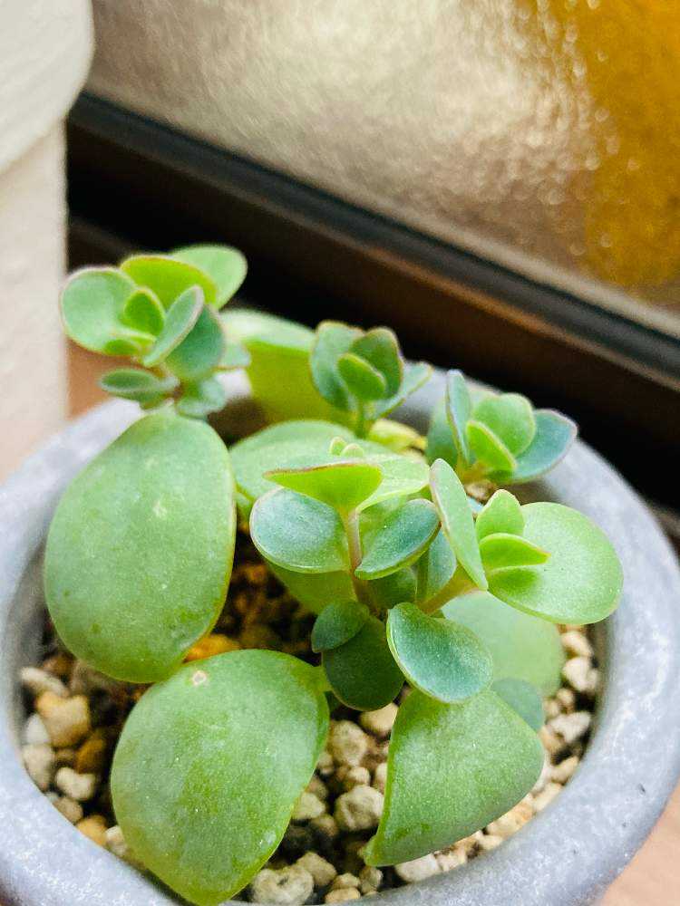 マルニエリアナ✨2021/05/09｜🍀GreenSnap（グリーンスナップ）