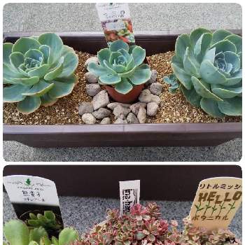 ガーデンメッセの投稿画像一覧 Greensnap グリーンスナップ