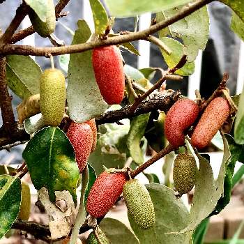 グミの実の投稿画像一覧 Greensnap グリーンスナップ