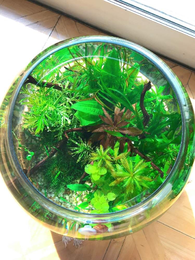 みどりのある暮らしの投稿画像 By Sotaさん 観葉植物と植物のある暮らしと植物男子と水草水槽とわが家の観葉植物 と癒しとボトルアクアリウムとみどりと 観葉植物がスキと花のある暮らしと水草 21月4月16日 Greensnap グリーンスナップ