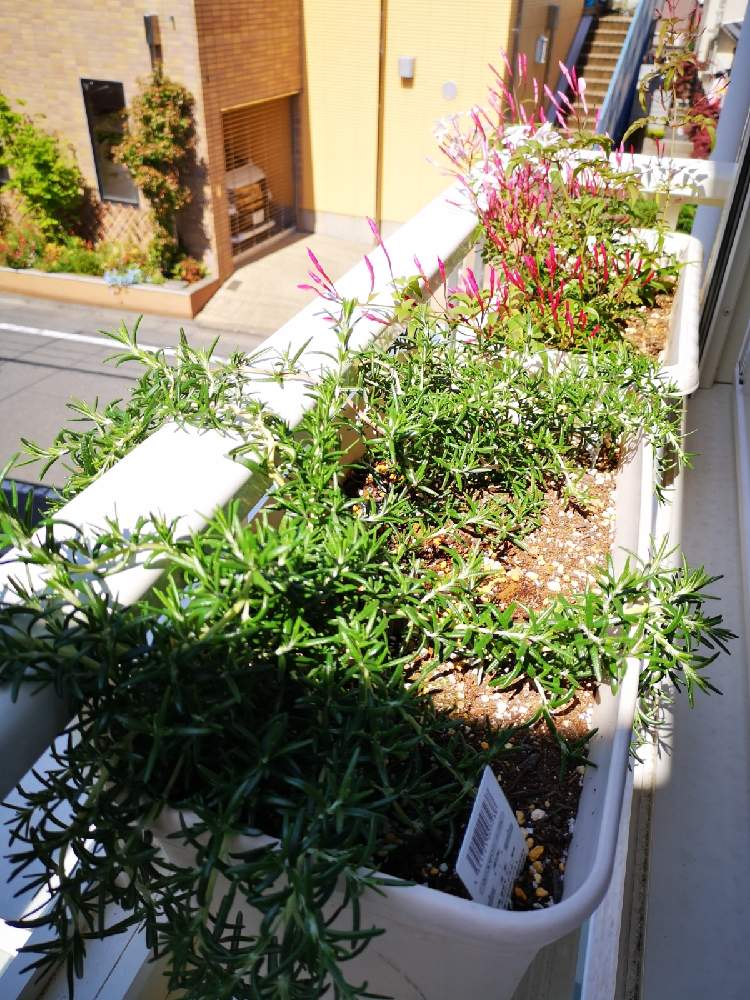 ローズマリーの投稿画像 By きゃなさん はごろもジャスミンとハーブとドライフラワーとフラワーボックスと芳香 21月4月16日 Greensnap グリーンスナップ