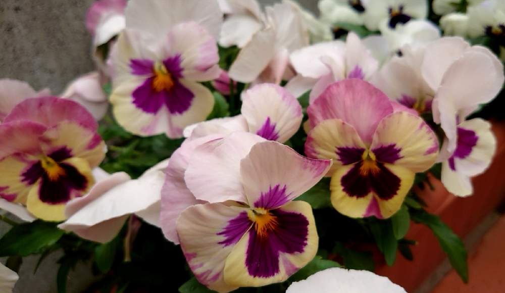 パンジーの投稿画像 By おはなさん 半日陰とおうち園芸と玄関 ガーデニング 21月4月16日 Greensnap グリーンスナップ