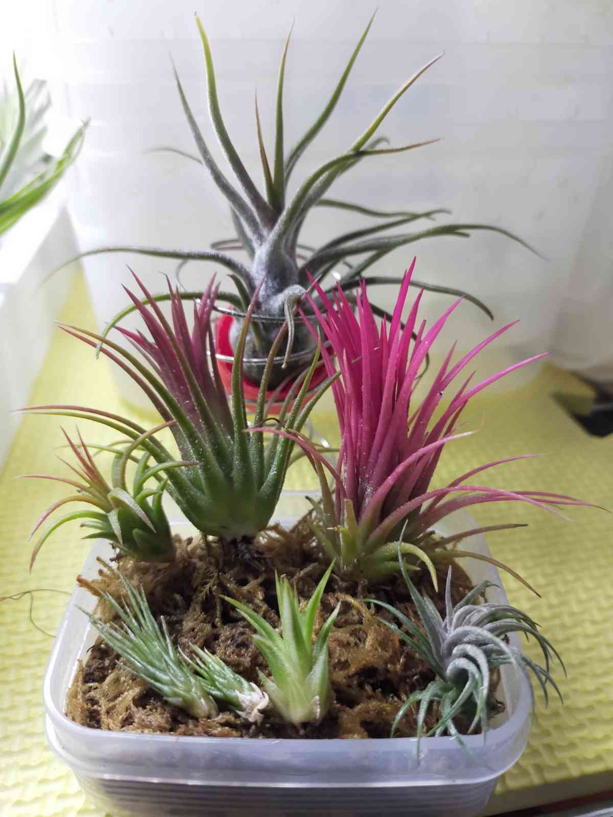 棚の投稿画像 by UTAさん｜チランジア イオナンタ ルブラとチランジア