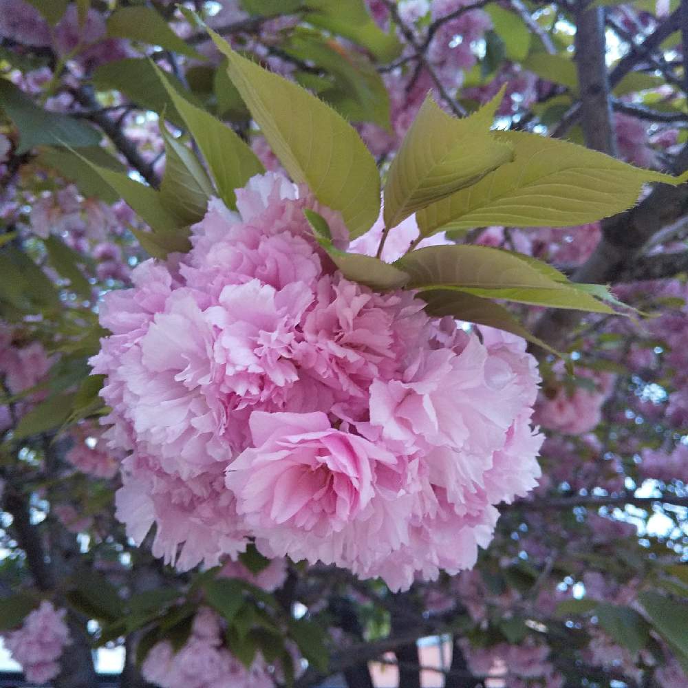 桜 関山 かんざん の投稿画像 By さくやさん さくら 桜 サクラと 21桜 フォトコンテスト 21月4月16日 Greensnap グリーンスナップ