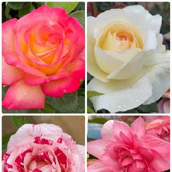 チャイコフスキーの画像 by AOAさん | お出かけ先とセンチメンタルとチャイコフスキーと朝雲とベゴニア　ファンキーとお花大好き♡とキレイだな♡とピンク色の花と花のある暮らしと白い花とかわいいな♡とばら バラ 薔薇