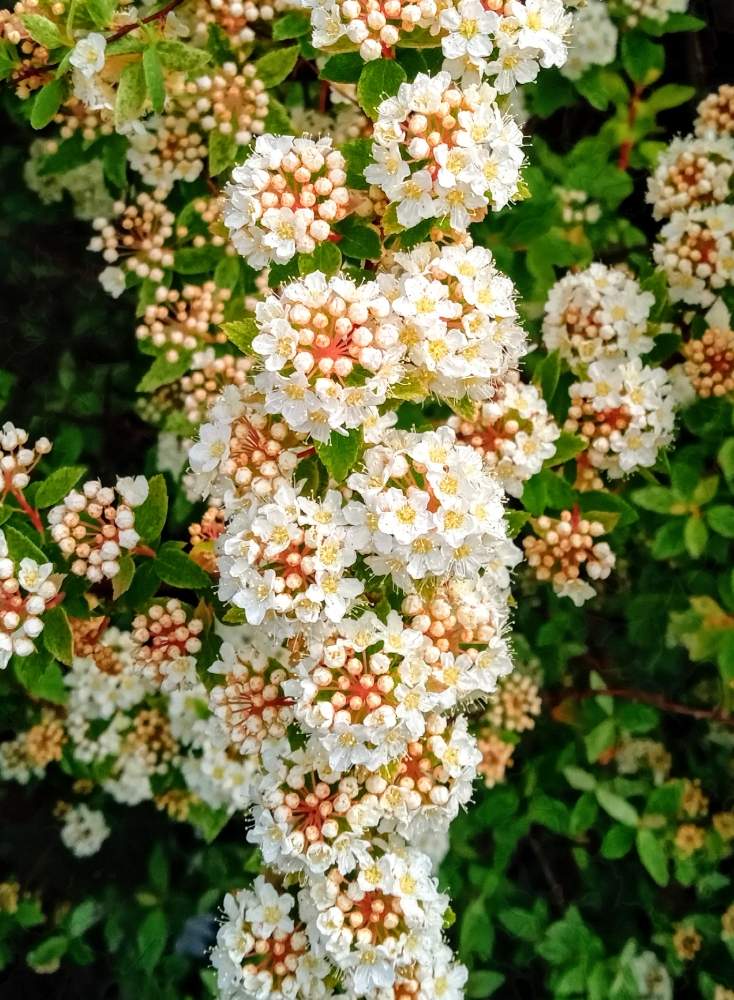 公園の花壇の投稿画像 By トッコさん コムラサキ 小紫 の花 と山野草とお花大好きと散歩と白い花とコデマリ ピンクアイスとお出かけ先と公園の花壇とコムラサキ 小紫 の花 と山野草とお花大好きと散歩と白い花 21月4月16日 Greensnap グリーンスナップ