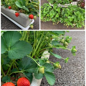 イチゴ,白い花,春野菜,ベランダ菜園,家庭菜園奮闘日記の画像