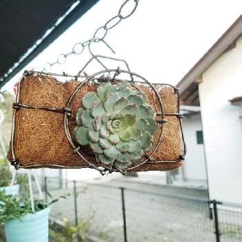 沸騰ブラドン 展示用作品 しずく型バスケットハンギングセット 多肉植物 ミニ観葉 フラワー ガーデン