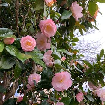 八重椿ピンクの投稿画像一覧 Greensnap グリーンスナップ