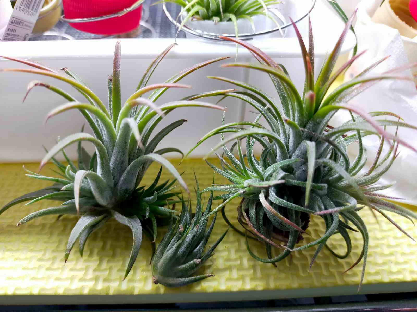 棚の投稿画像 by UTAさん｜チランジア イオナンタ ルブラとチランジア