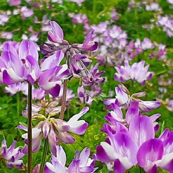 蓮華草の投稿画像一覧 Greensnap グリーンスナップ