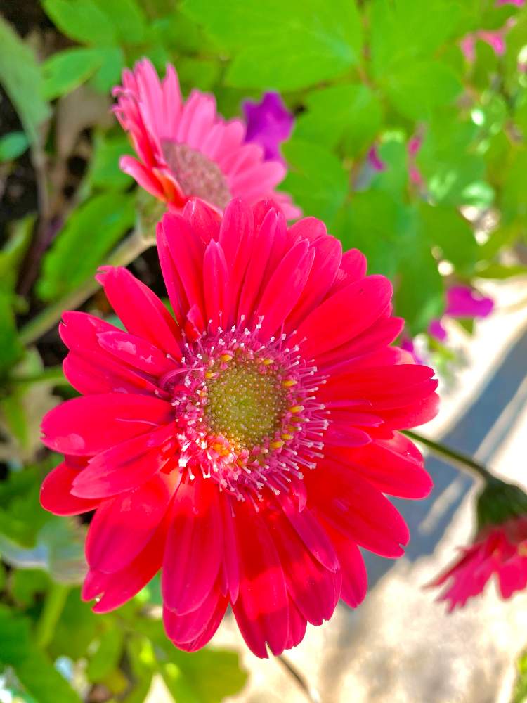 ガーベラの投稿画像 By ちぃかまさん 東京ディズニーリゾートと東京ディズニーランドと東京ディズニーリゾートと東京ディズニーランド 21月4月16日 Greensnap グリーンスナップ Greensnap グリーンスナップ