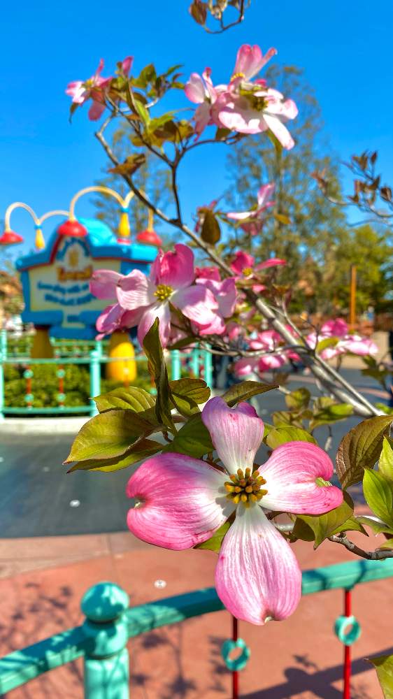 ハナミズキの投稿画像 By ちぃかまさん 東京ディズニーリゾートと東京ディズニーランドと東京ディズニーリゾートと東京ディズニーランド 21月4月 16日 Greensnap グリーンスナップ Greensnap グリーンスナップ ハナミズキの投稿画像 By ちぃかまさん 東京ディズニーリゾートと東京ディズニーランドと東京ディズニーリゾートと東京ディズニーランド 21月4月 16日 Greensnap グリーンスナップ Greensnap グリーンスナップ