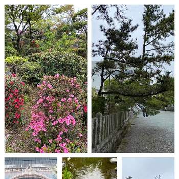  松の木の画像 by ふーちゃんさん | お出かけ先と熊本からとがんばろう熊本！と帰省と ツツジと 松の木と熊本
