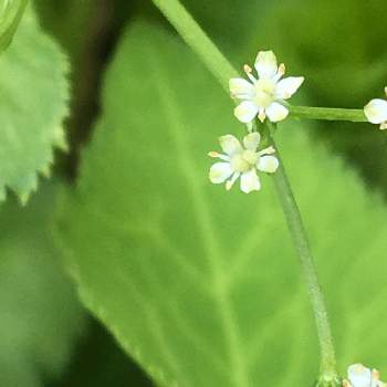 三つ葉の投稿画像一覧 Greensnap グリーンスナップ