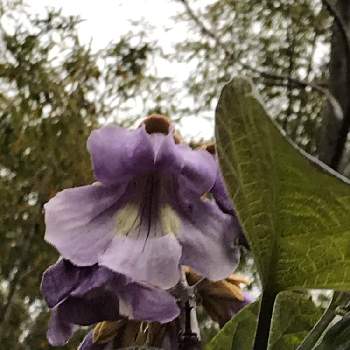 桐の花の投稿画像一覧｜🍀GreenSnap（グリーンスナップ）