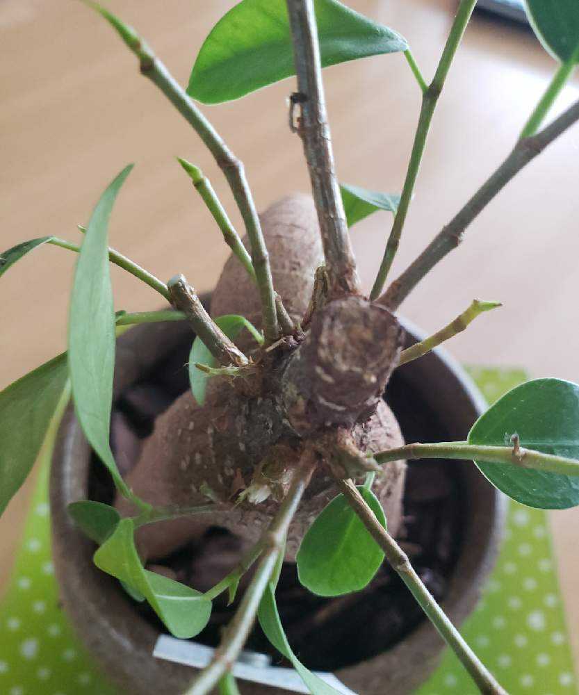 三年前 買ったときのガジュマルくん Greensnap グリーンスナップ