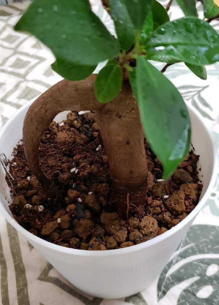 三年前、買ったときのガジュマルくん。｜🍀GreenSnap（グリーンスナップ）