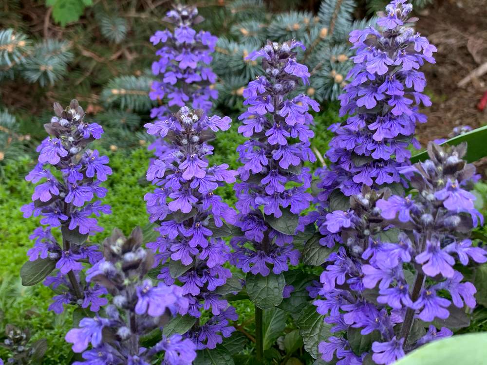 アジュガの投稿画像 By Kazzさん 庭の花 21月4月17日 Greensnap グリーンスナップ