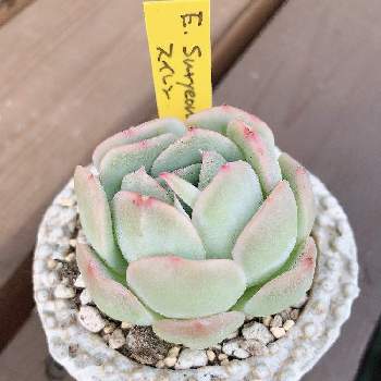 千葉多肉会の投稿画像一覧 Greensnap グリーンスナップ