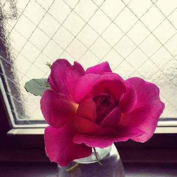 お花摘みの画像 by キャンディさん | 窓辺とER プリンセスアンと愛でるとお花摘みと一番花とかわいいな♡と切り花