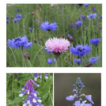 マツバウンラン の投稿画像一覧 Greensnap グリーンスナップ