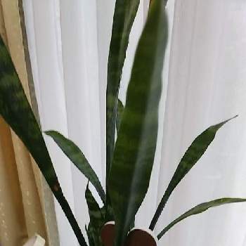 トックリランの育て方 植え付けや植え替えの時期は Greensnap グリーンスナップ