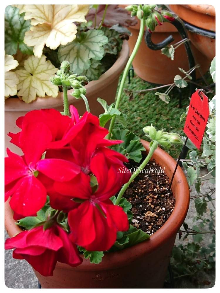 ゼラニウムの投稿画像 By Cicelyさん ゼラニウム カリオペと赤い花とシェードガーデンと花のある暮らしとみどりのある暮らし 21月4月17日 Greensnap グリーンスナップ