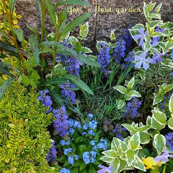 ロニセラ レモンビューティの投稿画像一覧 Greensnap グリーンスナップ