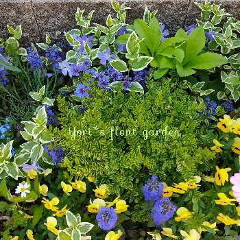 ロニセラ レモンビューティの投稿画像一覧 Greensnap グリーンスナップ