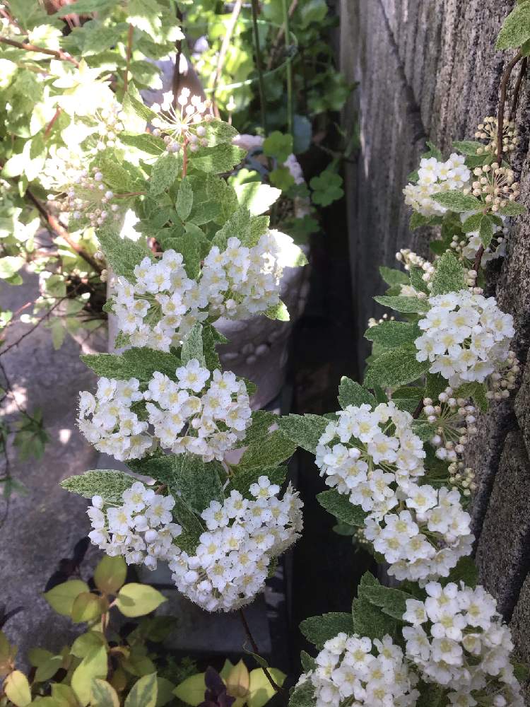 斑入りコデマリ ピンクアイス Greensnap グリーンスナップ