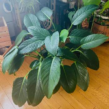 半端ないの投稿画像一覧 Greensnap グリーンスナップ