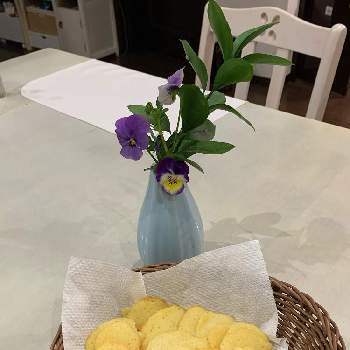 丸葉ルスカスの投稿画像一覧 Greensnap グリーンスナップ