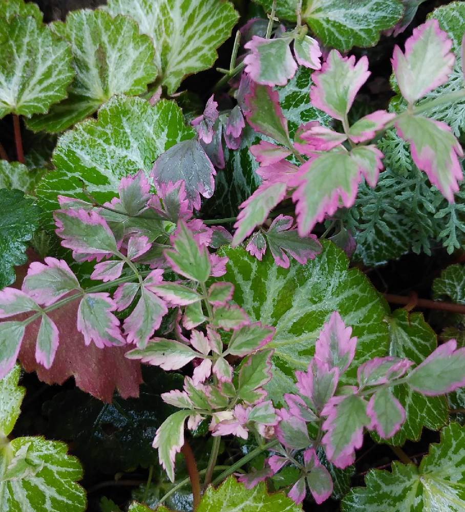 セリ フラミンゴの投稿画像 By Monchanさん 小さな庭と今日のお花 とお家園芸と綺麗な葉っぱとひょっこりと地植えと今日のお花 とお家園芸と綺麗な葉っぱとひょっこりと地植え 21月4月17日 Greensnap グリーンスナップ Greensnap グリーンスナップ