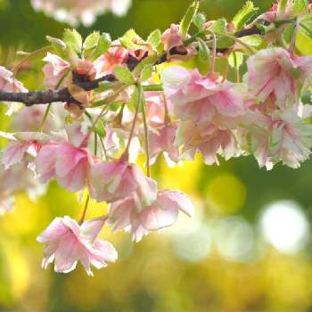 御衣黄桜（ギョイコウザクラ）の画像 by Momoさん | お出かけ先と御衣黄桜（ギョイコウザクラ）と植物と暮らすと近所の公園とピンク色の花と花のある暮らしとチーム愛知とさくらと『2021桜』フォトコンテスト