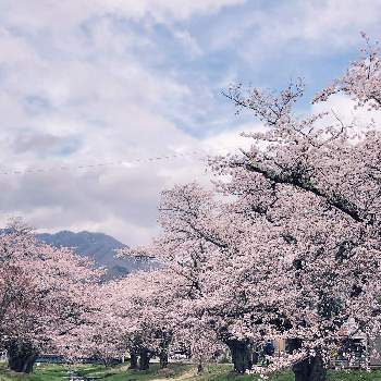 川沿いの桜並木の画像 by ラビちゃんさん | お出かけ先と花のある暮らしと川沿いの桜並木とソメイヨシノ❀となんでもないや