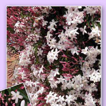 香りのある花の投稿画像一覧 Greensnap グリーンスナップ