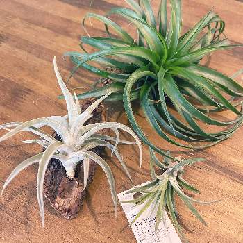 チランジア ベルティナの投稿画像一覧 Greensnap グリーンスナップ