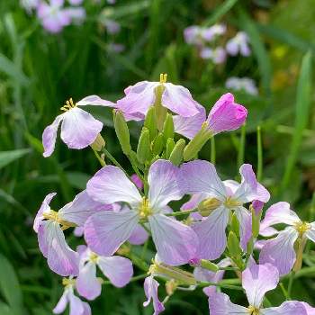 大根の花 の投稿画像一覧 Greensnap グリーンスナップ