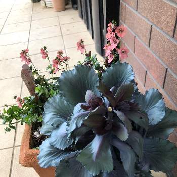 葉牡丹の寄せ植えの投稿画像一覧 Greensnap グリーンスナップ