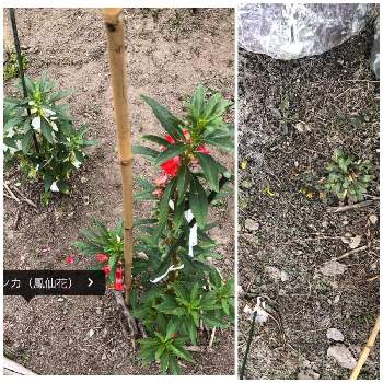 ホウセンカ 鳳仙花 の育て方 種の植え方や水やりの頻度は Greensnap グリーンスナップ