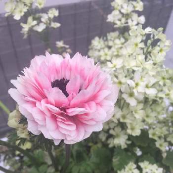 ウィンティ の投稿画像一覧 Greensnap グリーンスナップ