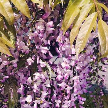 藤 フジ の育て方 植え付けや植え替え方法は 鉢植えでも育てられる Greensnap グリーンスナップ