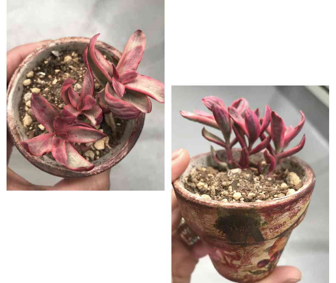 クラッスラ キャンディケインの一覧｜🍀GreenSnap（グリーンスナップ）