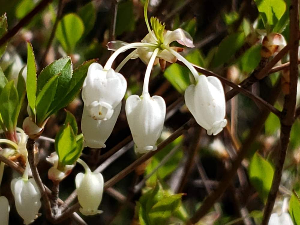 ドウダンツツジの投稿画像 By 日向夏さん 春に咲く花と可愛い花と花のある暮らしと白い花と小さな花と花が好きと花の笑顔とオヤジギャグと駄洒落 21月4月17日 Greensnap グリーンスナップ ドウダンツツジの投稿画像 By 日向夏さん 春に咲く花と可愛い花と花のある暮らしと白い花と小さな花と花が好きと花の笑顔とオヤジギャグと駄洒落 21月4月17日 Greensnap グリーンスナップ