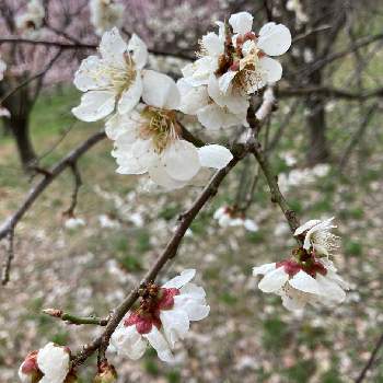 梅の花の投稿画像一覧 Greensnap グリーンスナップ