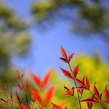 赤い葉っぱの投稿画像一覧 Greensnap グリーンスナップ